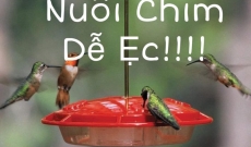 NUÔI CHIM DỄ ẸC