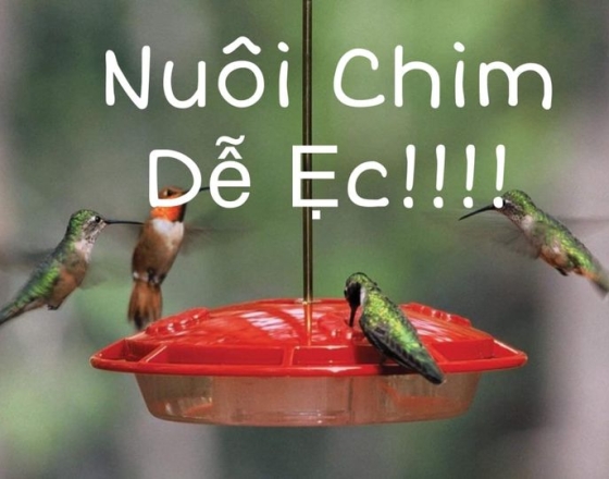 NUÔI CHIM DỄ ẸC