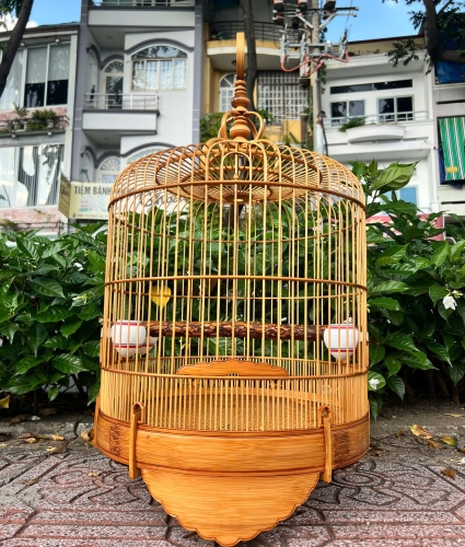 Lồng Mi , Khướu trơn