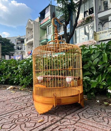 Lồng Mi , Khướu trơn