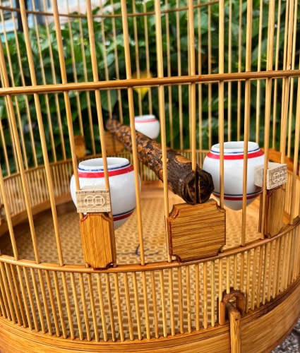 Lồng Mi , Khướu trơn