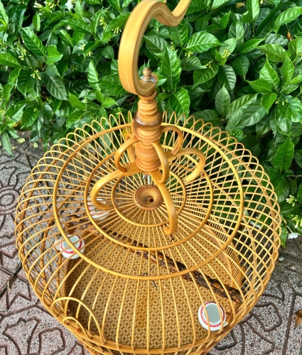 Lồng Mi , Khướu trơn