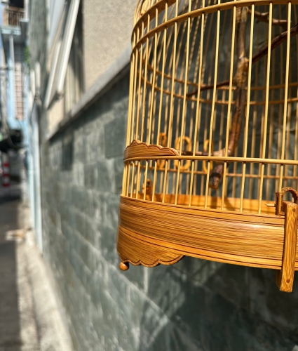 Lồng chum hút mật cầu rễ