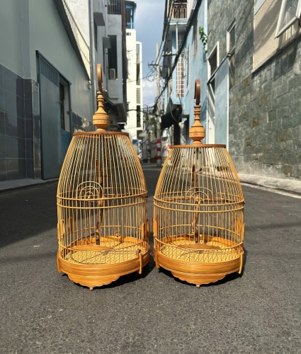 Lồng chum hút mật cầu rễ
