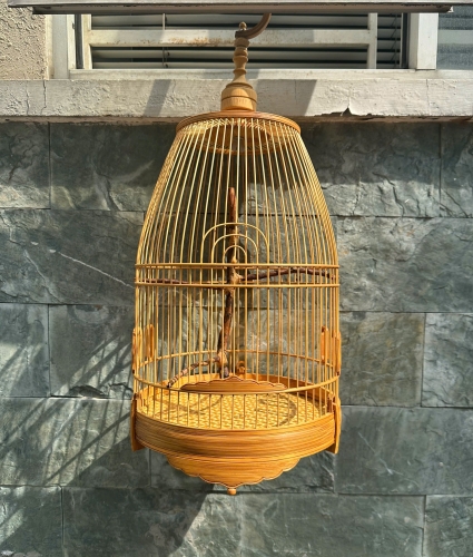 Lồng chum hút mật cầu rễ